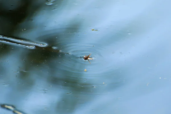 Маленькое Насекомое Оса Пойманная Воде Утонувшая Сражающаяся Жизнь — стоковое фото