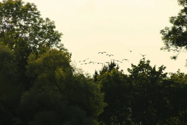 Flock Wild Geese Silhouette Sunset Sky — Stock Photo, Image