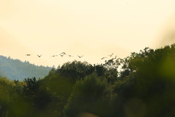 Flock Wild Geese Silhouette Sunset Sky — Stock Photo, Image