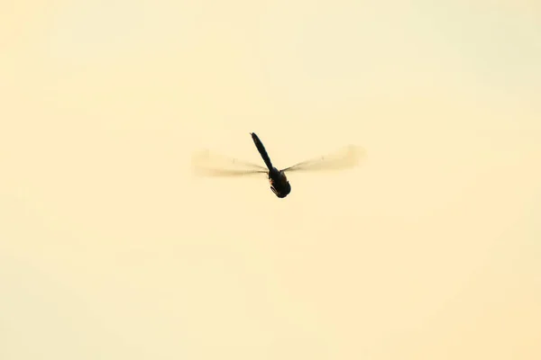 Wandering Glider Dragonfly Flight Water — Stock Photo, Image