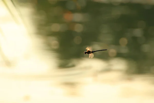 Wandering Glider Dragonfly Flight Water — Stock Photo, Image