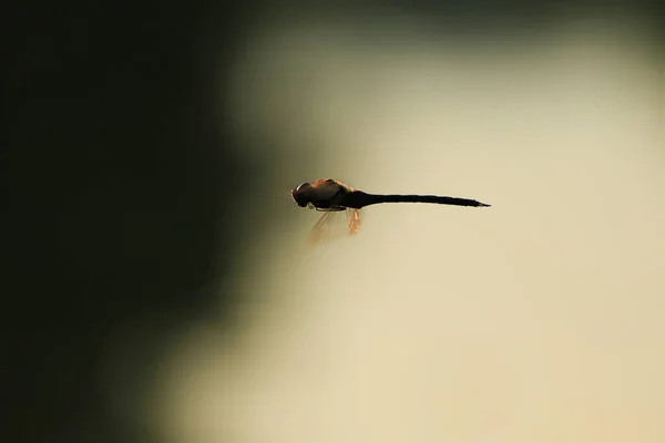 Suyun Yanında Uçan Bir Yusufçuk — Stok fotoğraf