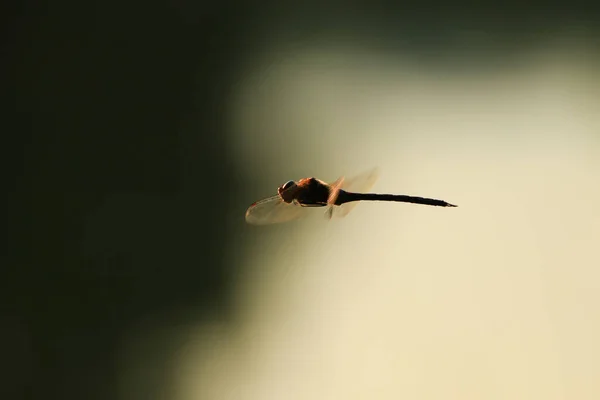 水の近くの飛行中の放浪するグライダートンボ — ストック写真