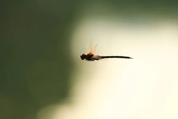 Wandering Glider Dragonfly Flight Water — Stock Photo, Image