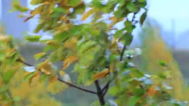 Regensburg Baviera Alemanha Outubro 2021 Condições Meteorológicas Eólicas Extremas Árvores — Vídeo de Stock