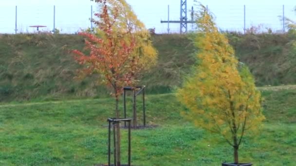 Regensburg Bawaria Niemcy Października 2021 Ekstremalne Warunki Pogodowe Wiatrowe Jesienne — Wideo stockowe