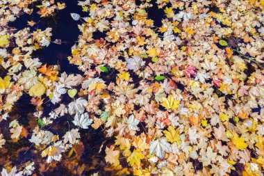 Göl suyunda çok renkli parlak sonbahar akçaağaç yaprağı