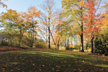 sonbaharda yapraklar ve ağaçlar Park