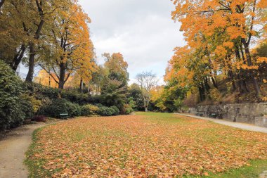 sonbaharda yapraklar ve ağaçlar Park