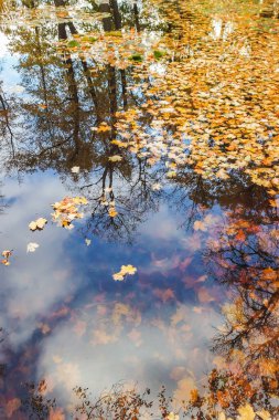 Göl suyunda çok renkli parlak sonbahar akçaağaç yaprağı
