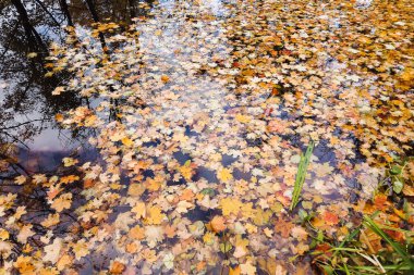 Göl suyunda çok renkli parlak sonbahar akçaağaç yaprağı