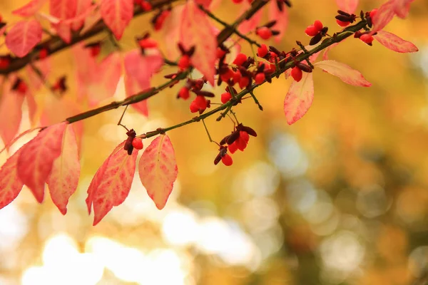 Podzimní Listí Stromy Parku — Stock fotografie