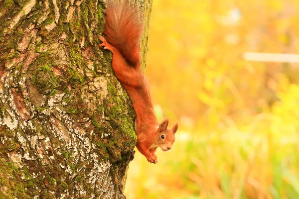 Portrait Écureuil Roux Eurasie Grimpant Sur Arbre Mangeant Des Glands — Photo