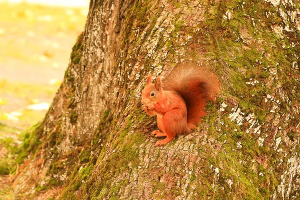 Portrait Eurasian Red Squirrel Climbing Tree Eating Acorn — Stock Photo, Image