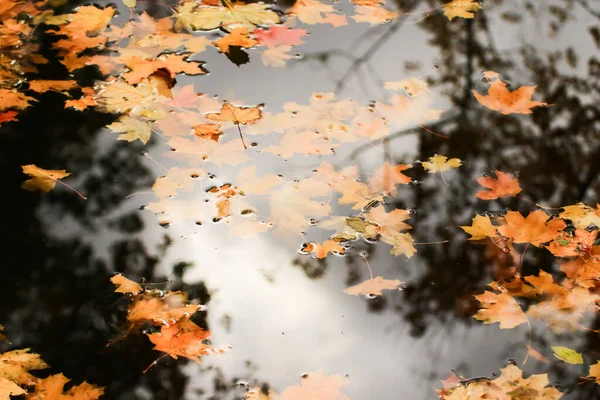 Buntes Helles Herbst Ahornblatt Seewasser — Stockfoto