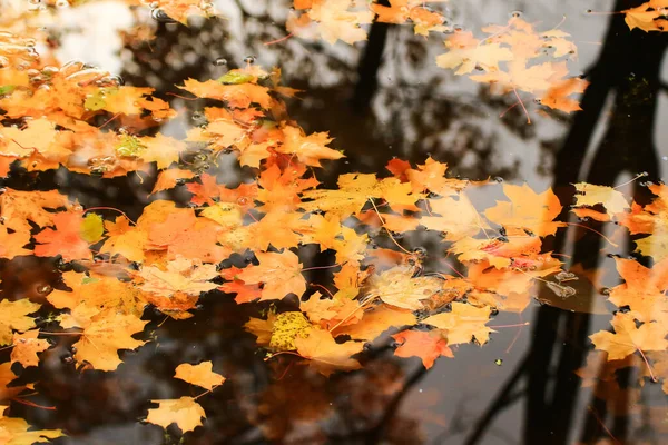 Buntes Helles Herbst Ahornblatt Seewasser — Stockfoto