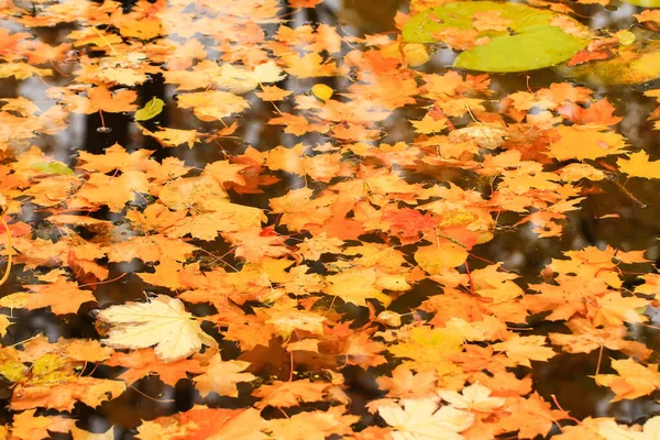 Buntes Helles Herbst Ahornblatt Seewasser — Stockfoto