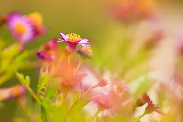 Lila Blommor Hösten Tid — Stockfoto