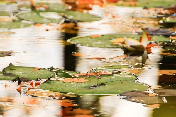 Hojas Loto Flotando Estanque Temporada Otoño —  Fotos de Stock