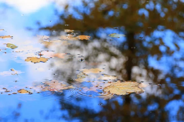 Buntes Helles Herbst Ahornblatt Seewasser — Stockfoto