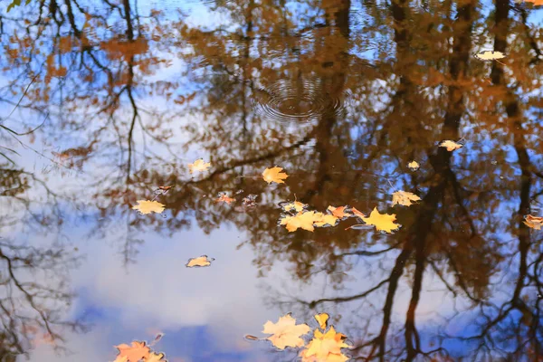Göl Suyunda Çok Renkli Parlak Sonbahar Akçaağaç Yaprağı — Stok fotoğraf