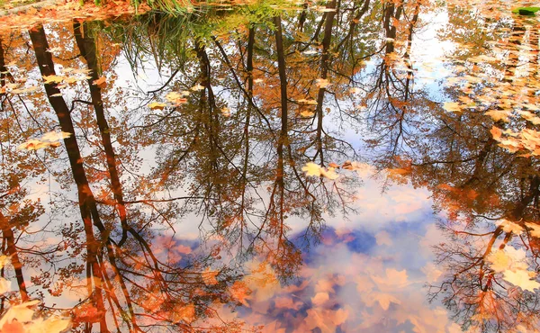 Folha Bordo Outono Brilhante Multi Colorido Água Lago — Fotografia de Stock