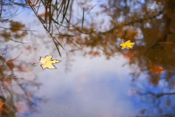 湖水中的五彩缤纷的秋天枫叶 — 图库照片
