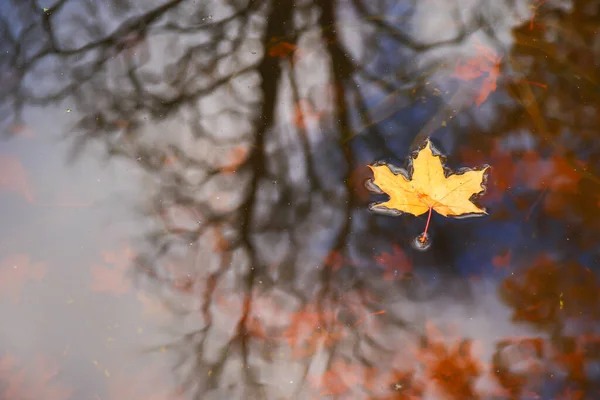 Multi Colored Bright Autumn Maple Leaf Lake Water — Stock Photo, Image