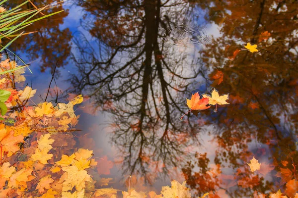 Multi Gekleurde Heldere Herfst Esdoorn Blad Meer Water — Stockfoto