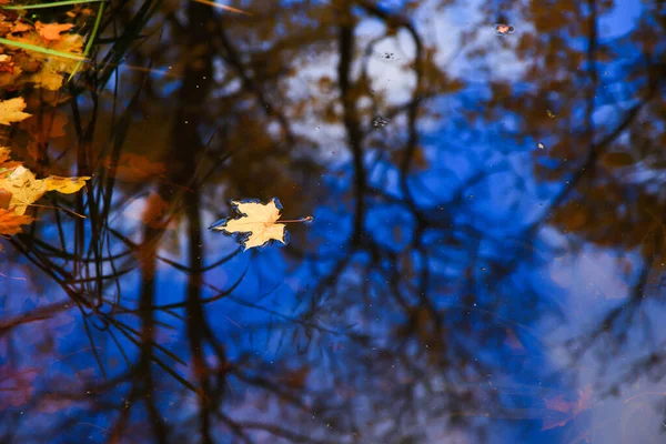 Hoja Arce Otoño Brillante Multicolor Agua Del Lago — Foto de Stock