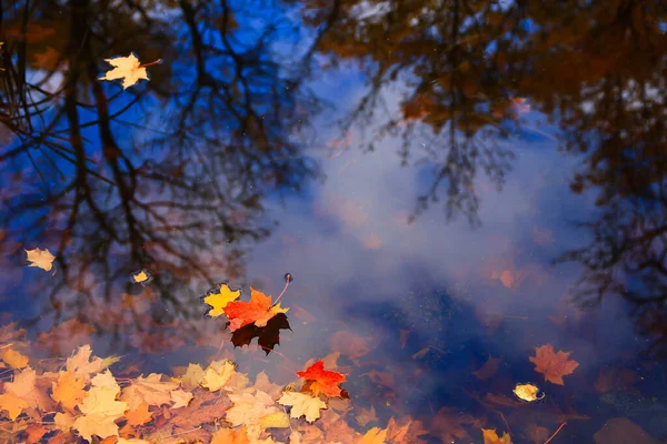 Multi Colored Bright Autumn Maple Leaf Lake Water — Stock Photo, Image
