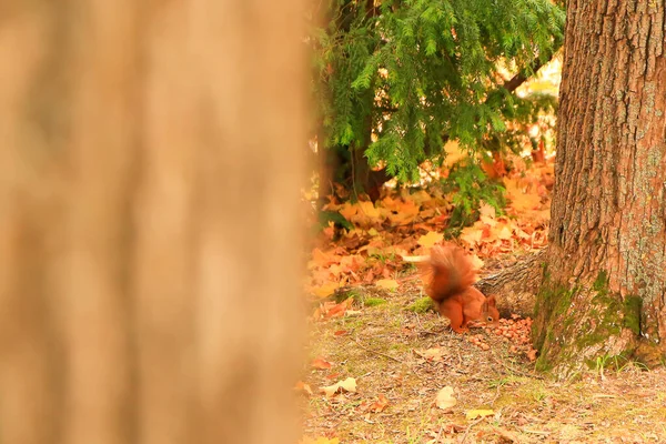 Retrato Esquilo Vermelho Eurasiano Subindo Árvore Comendo Bolota — Fotografia de Stock