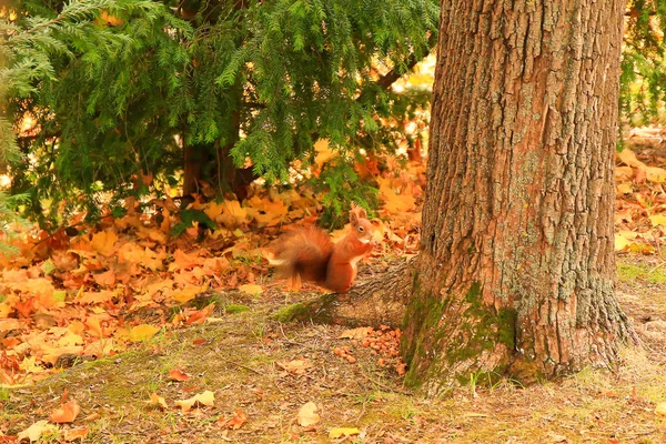 Porträt Des Eurasischen Roten Eichhörnchens Das Auf Einen Baum Klettert — Stockfoto