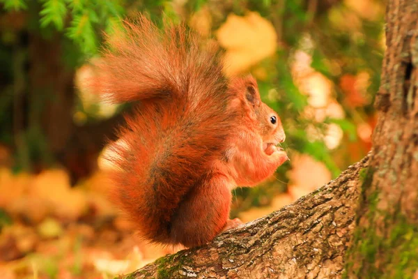 Portrait Eurasian Red Squirrel Climbing Tree Eating Acorn — Stock Photo, Image