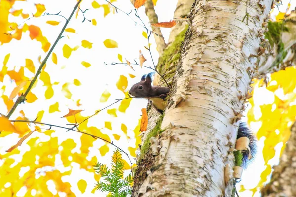 Portrait Écureuil Roux Eurasie Grimpant Sur Arbre Jour Automne — Photo