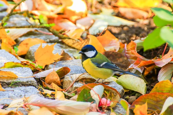 Rotkehlchen Auf Herbstlaub Park — Stockfoto