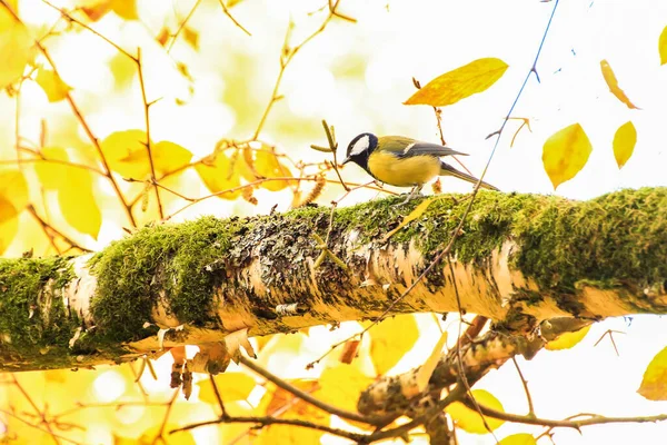 Rotkehlchen Auf Herbstlaub Park — Stockfoto