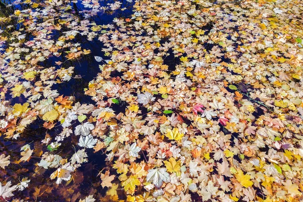 湖の水の中の多色の鮮やかな紅葉 — ストック写真