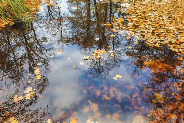 Buntes Helles Herbst Ahornblatt Seewasser — Stockfoto