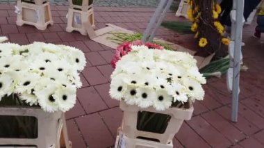 Timisoara, Romanya ve Avrupa 'daki TIMFLORALIS uluslararası çiçek festivalinde güzel çiçek süslemeleri