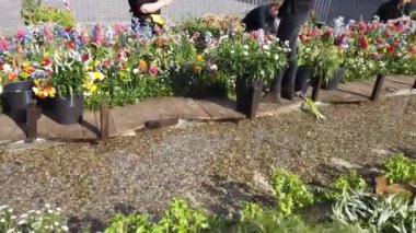 TIMISOARA, ROMANIA - 19 Nisan 2019: Zafer Meydanı, TIMFLORALIS Uluslararası Çiçek Festivali 'nde güzel çiçek süslemeleri.