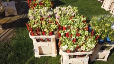 Timisoara, Romanya ve Avrupa 'daki TIMFLORALIS uluslararası çiçek festivalinde güzel çiçek süslemeleri