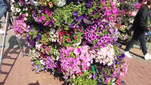 Timisoara Roménia Abril 2019 Praça Vitória Belas Decorações Flores Festival — Vídeo de Stock