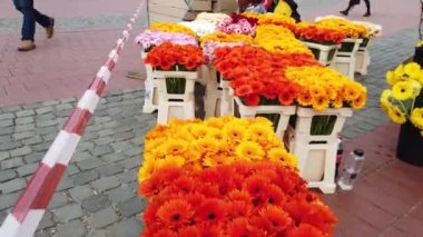 TIMISOARA, ROMANIA - 19 Nisan 2019: Zafer Meydanı, TIMFLORALIS Uluslararası Çiçek Festivali 'nde güzel çiçek süslemeleri.