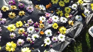 Timisoara, Romanya ve Avrupa 'daki TIMFLORALIS uluslararası çiçek festivalinde güzel çiçek süslemeleri