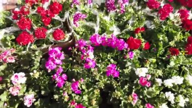 Timisoara, Romanya ve Avrupa 'daki TIMFLORALIS uluslararası çiçek festivalinde güzel çiçek süslemeleri