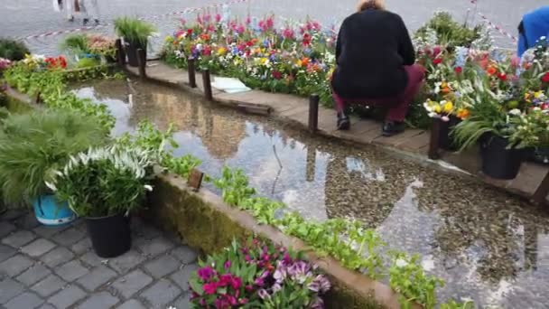 Timisoara Rumänien April 2019 Siegesplatz Wunderschöner Blumenschmuck Beim Internationalen Blumenfest — Stockvideo