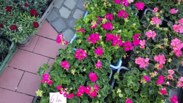 Гарні Прикраси Квітів Міжнародному Фестивалі Квітів Тімішоарі Румунія Європа — стокове відео