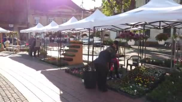 Τιμισοαρα Ρουμανια Απριλίου 2019 Πλατεία Νίκης Όμορφη Διακόσμηση Λουλουδιών Στο — Αρχείο Βίντεο