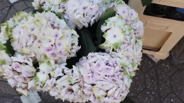 루마니아 소아라 열리는 Timfloralis 축제에 나오는 아름다운 꽃꽂이 — 비디오